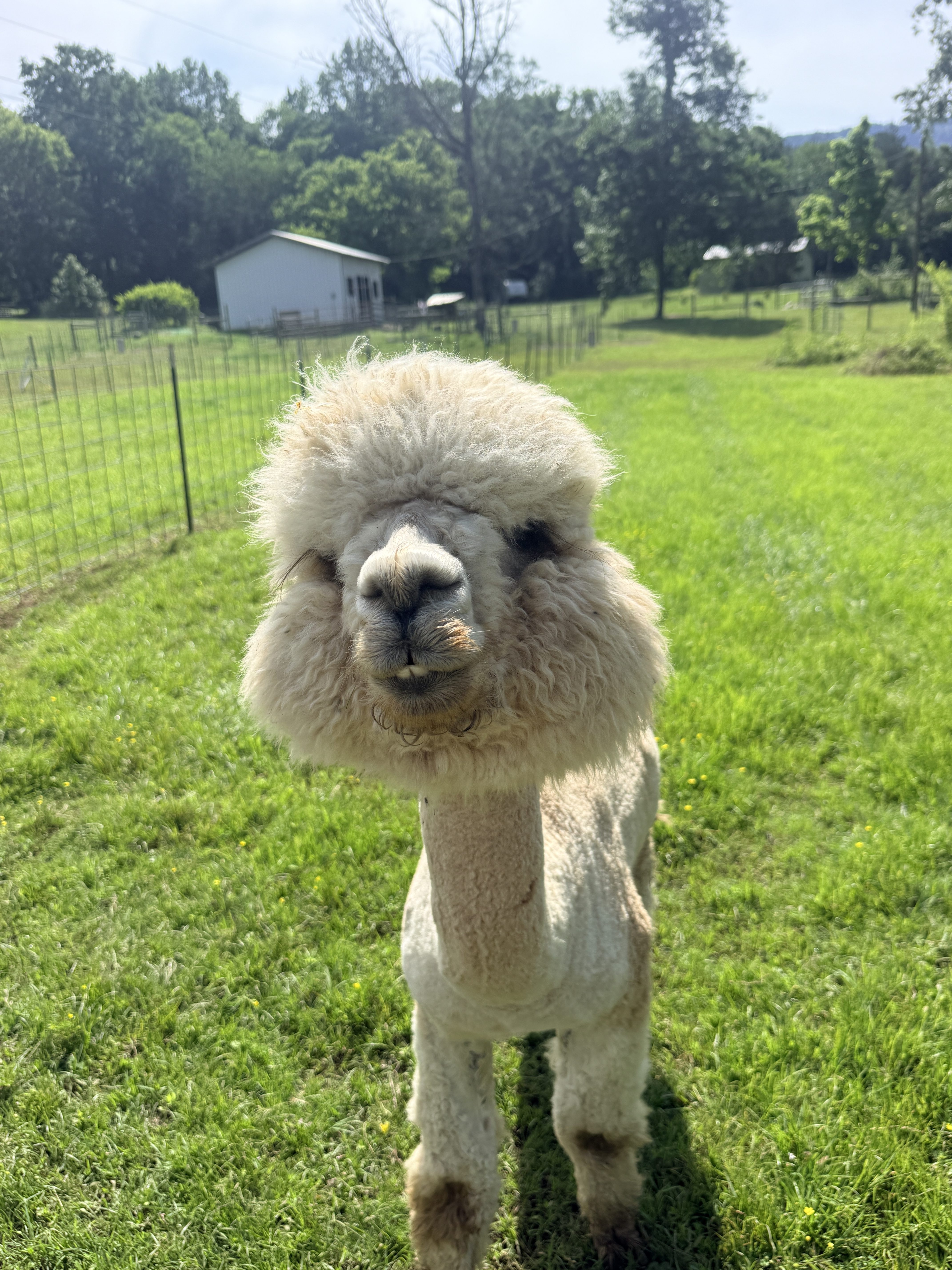 Rosie Mae’s: Coffee, Alpacas, and a Perfect North Georgia Day Trip