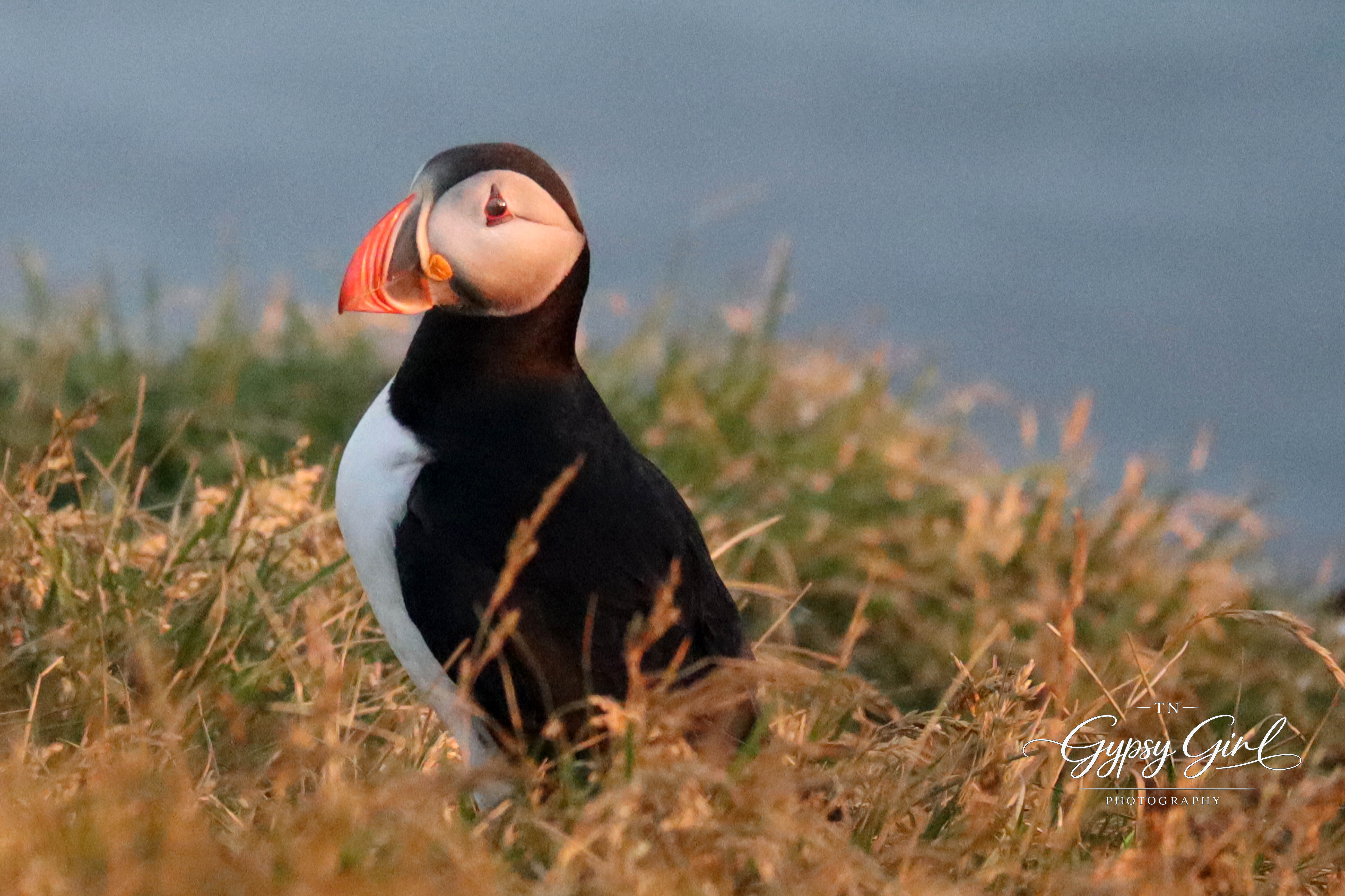 Best of Iceland Gallery – 2018